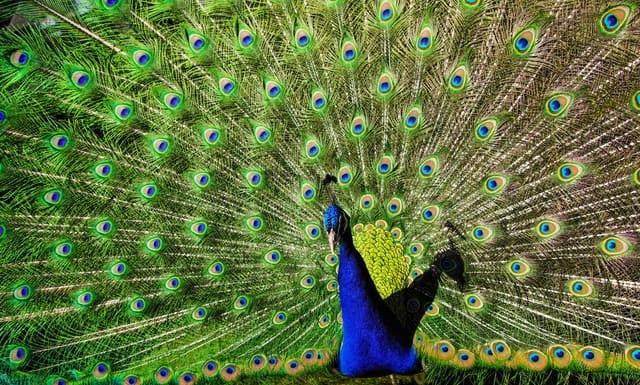Photo by Pille Kirsi: https://www.pexels.com/photo/blue-and-green-peacock-1075821/